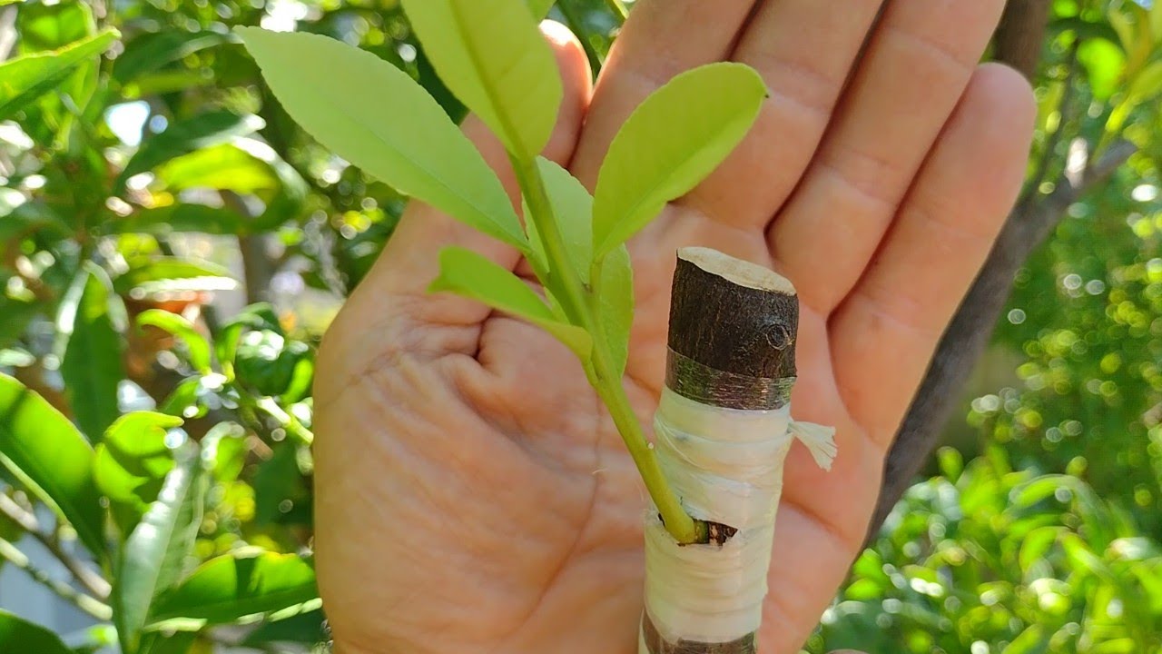 Прививка лимона 🍋 Джемме