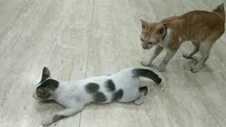 Download Lagu Kucing Betina Birahi MP3 Kucing Betina Birahi