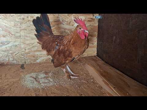 COCOS PITIC ROSCAT CU COADA NEAGRA LA 3 LUNI - PASARI PITICE
