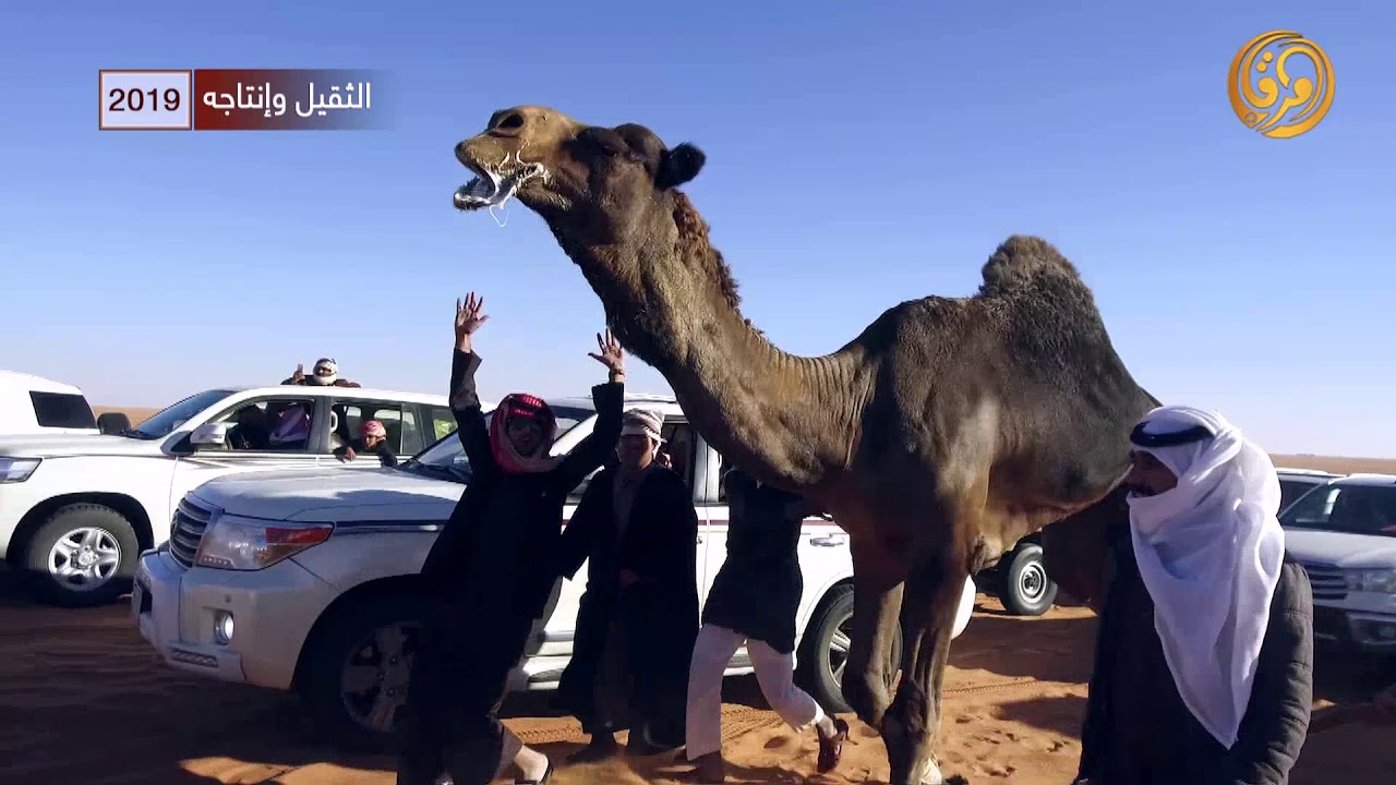 الفحل الثقيل وانتاجه لمالك الابل مسعد بن سالم بن دعيسان الصيعري 2019