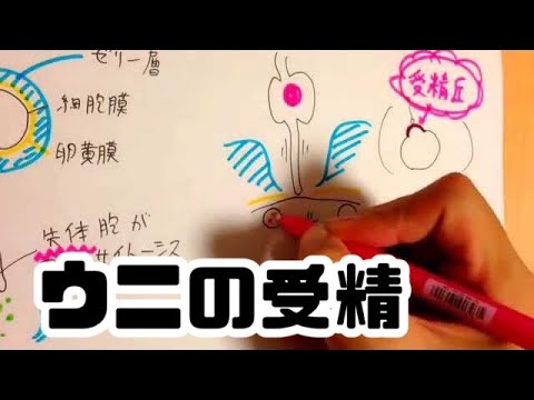 ウニの受精　高校生物 fertilization, biology lecture