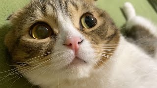 猫「早く撫でろ！」
