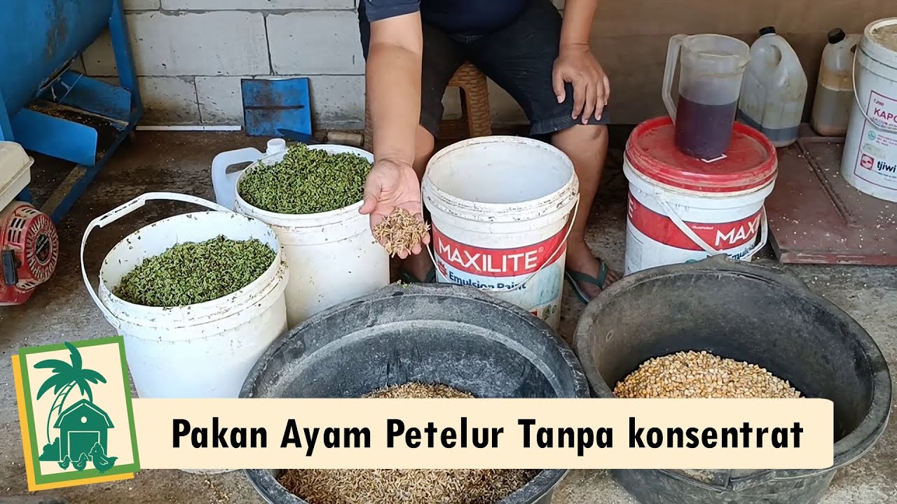 Cara membuat pakan indukan Ayam KUB agar banyak bertelur tanpa konsentrat