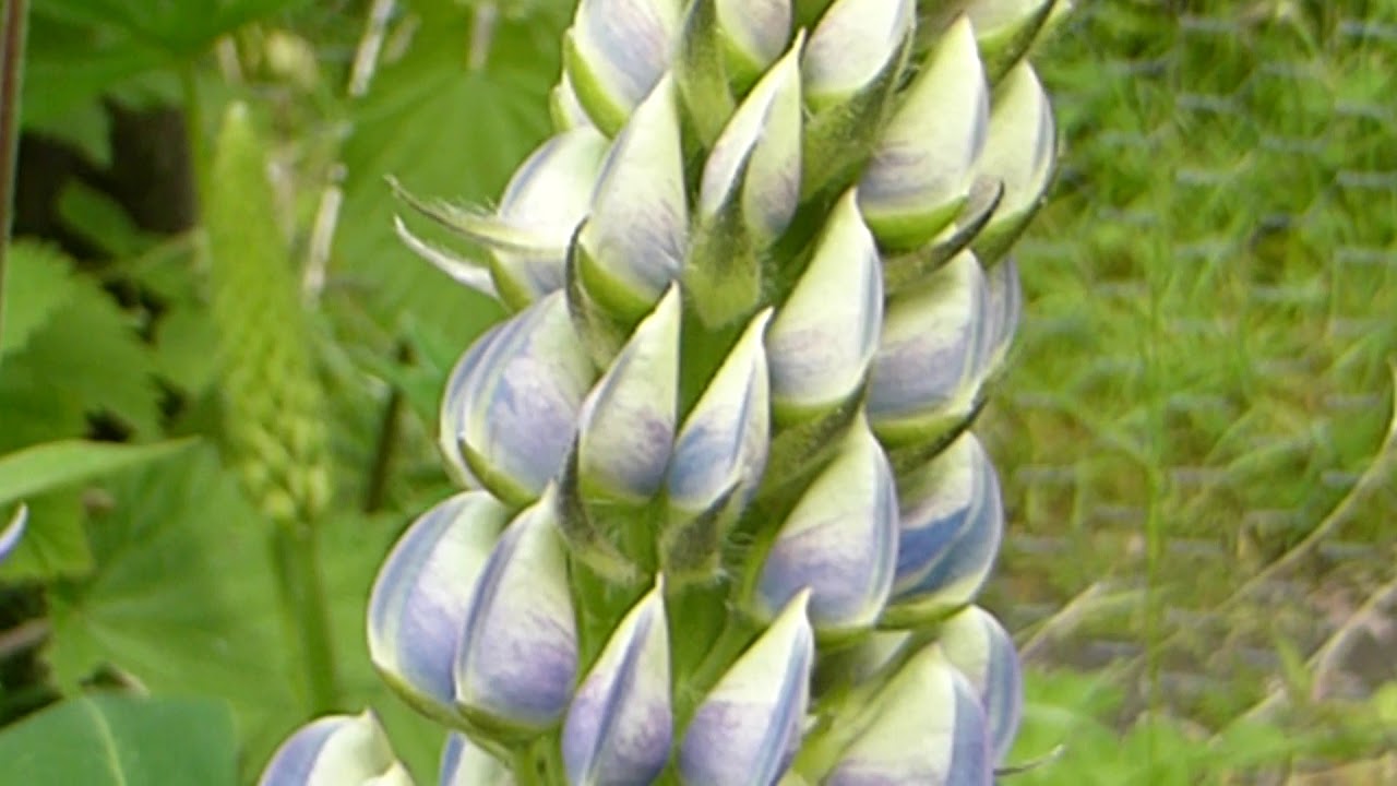 Russel lupins - Lúpína - Úlfabaunir - Garðalúpína - Garðrækt