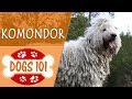 Dogs 101 - KOMODOR - Top Dog Facts About the KOMODOR の動画、YouTube動画。