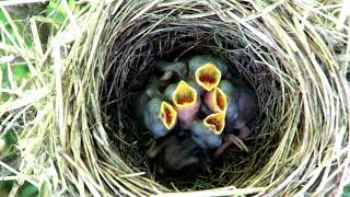 Гнезда птиц - Пересмешка зеленая, птенцам 3 дня