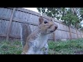 Cute squirrels climb pole to get to bread  eastern gray squirrels eating fighting nature