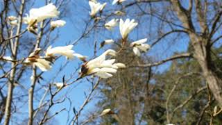 Magnolia × kewensis 'Wada's Memory' šácholan