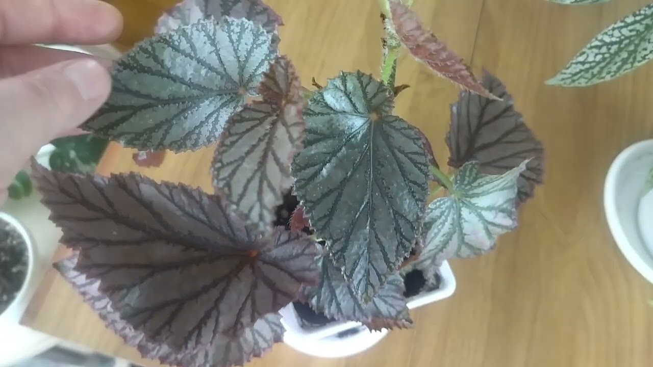 Цветочный обзор. Тростниковые бегонии. 