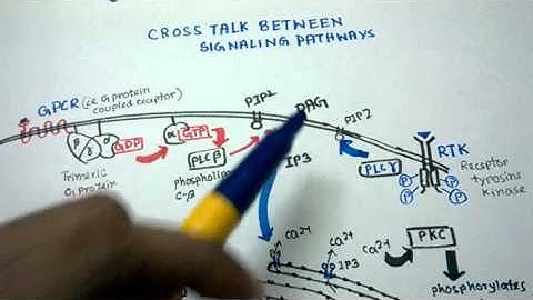 Cross talk between signaling pathways