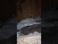 ⚠️WARNING⚠️ Sad day #sad #sadstatus #pestcontrol #life #yt #viral #shorts #wow #turnback