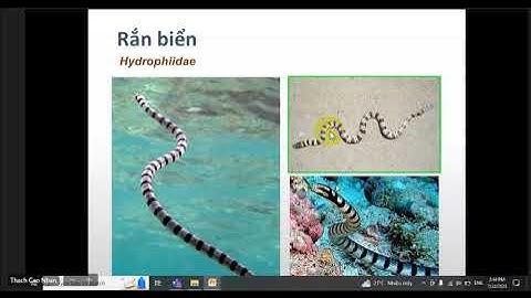 Điều trị rắn cắn P2 - Nội bệnh lý 3