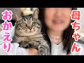 【おかえりなさい】退院した義母に再会した猫達と孫が尊すぎた