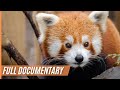 Breathtaking and rare images of a red panda in the depths of the himalayas  full documentary