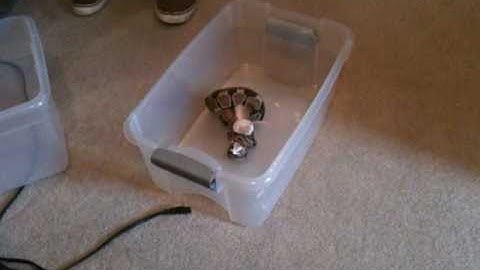 Snake Eating A Mouse Part 1: The Kill