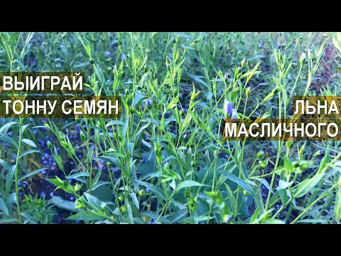 Выиграй тонну семян льна масличного! Конкурс от ФЕРМЕР.RU и КВН-АГРО