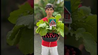 Fiz uma MANSÃO de dois andares no pé de RABANETE para o meu doguinho! 😱🪴🏠