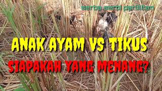 Pertarungan anak ayam vs tikus sawah