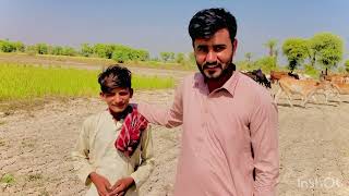 Village Life Funny Moment | Gaye Bhanis Entered in Filed 🌾🐄
