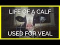 Why you should ditch dairy