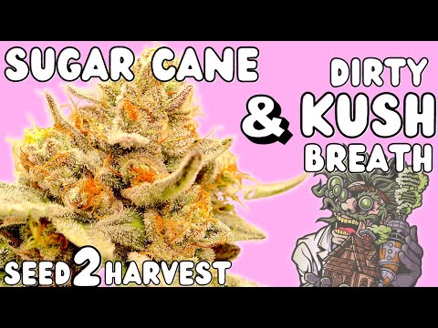 Kushlato Genetics