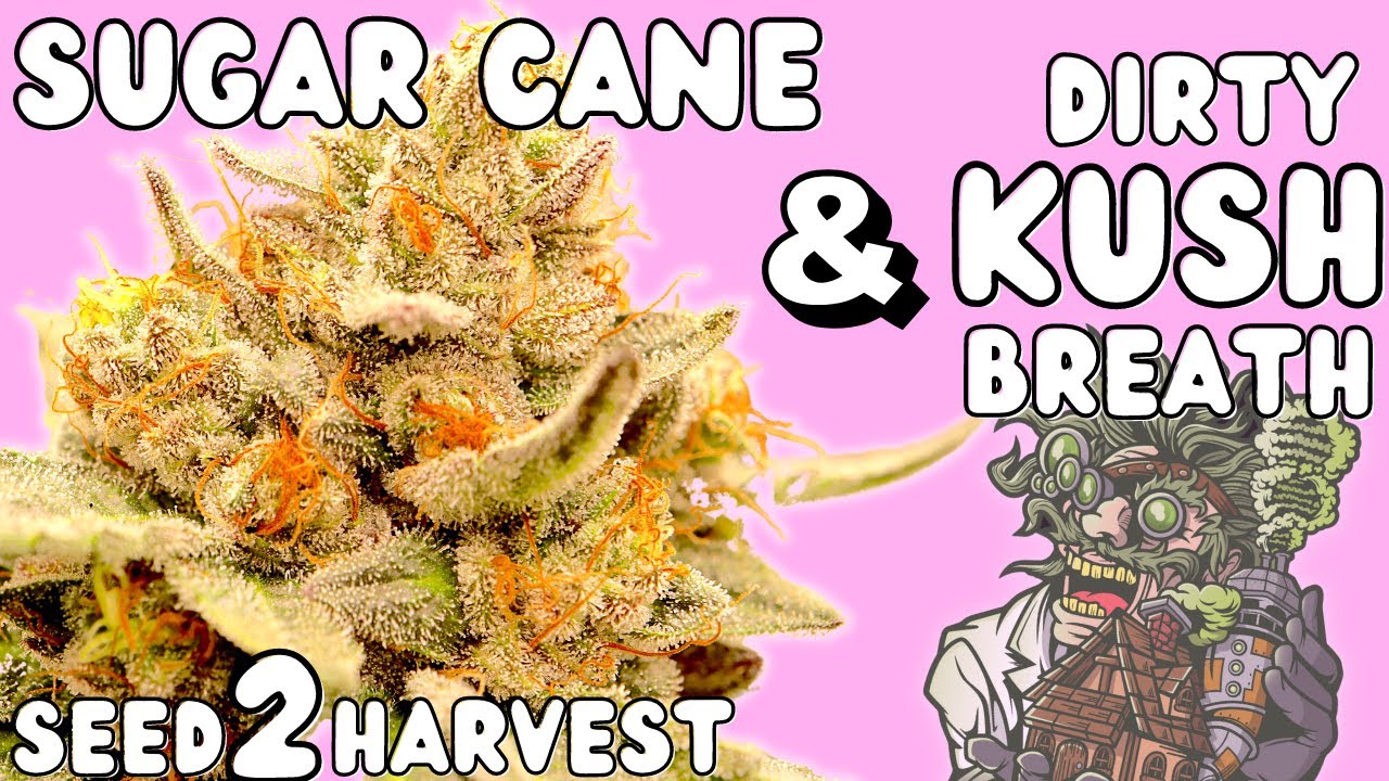 SUGAR CANE & DIRTY KUSH BREATH by In House Full Seed to