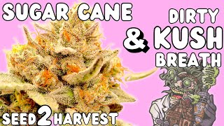 SUGAR CANE & DIRTY KUSH BREATH by In House Genetics | Full Seed to Harvest Documentary | Mars Hydro
