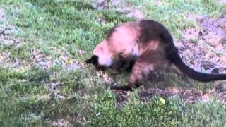 Cat Catches Gopher