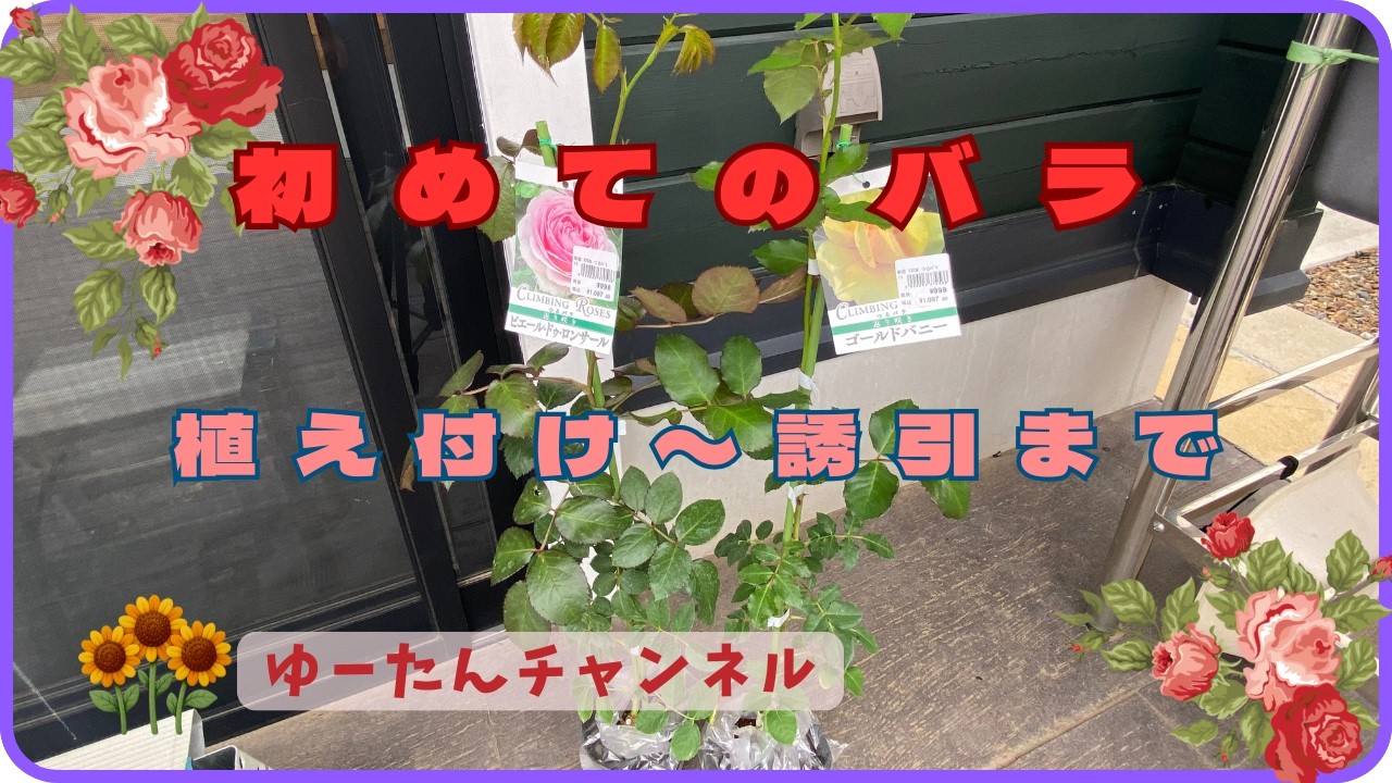 ５０代夫婦の庭づくり　40　初めてのバラ🌹【植えつけから剪定・誘引まで】
