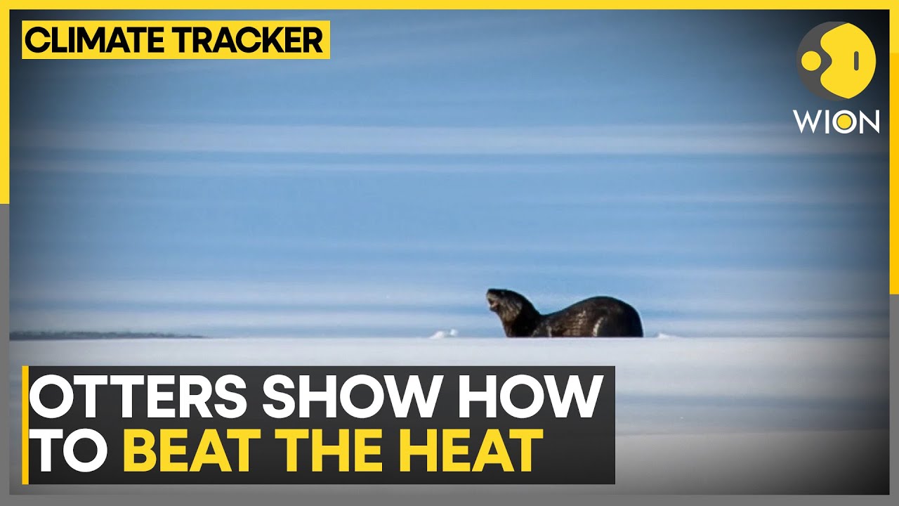 Otters dig through ice to stay cool | WION Climate Tracker - YouTube