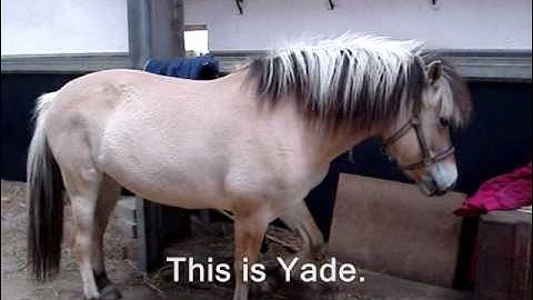 Yade, from the very beginning 