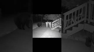 CCTV: Dog Barks Bear Off Front Steps—Owner Holds Dog Back (AI) #ai #funny #aivideo #bear Wealth