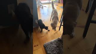 Dog vs Cat vs Mouse… but not how you expect 😭 #funnyvideos #shorts #funnyanimals #cat #dog