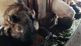 MANY DON'T KNOW‼️ THIS IS A VERY EASY WAY TO CARE FOR JUMBO GOATS