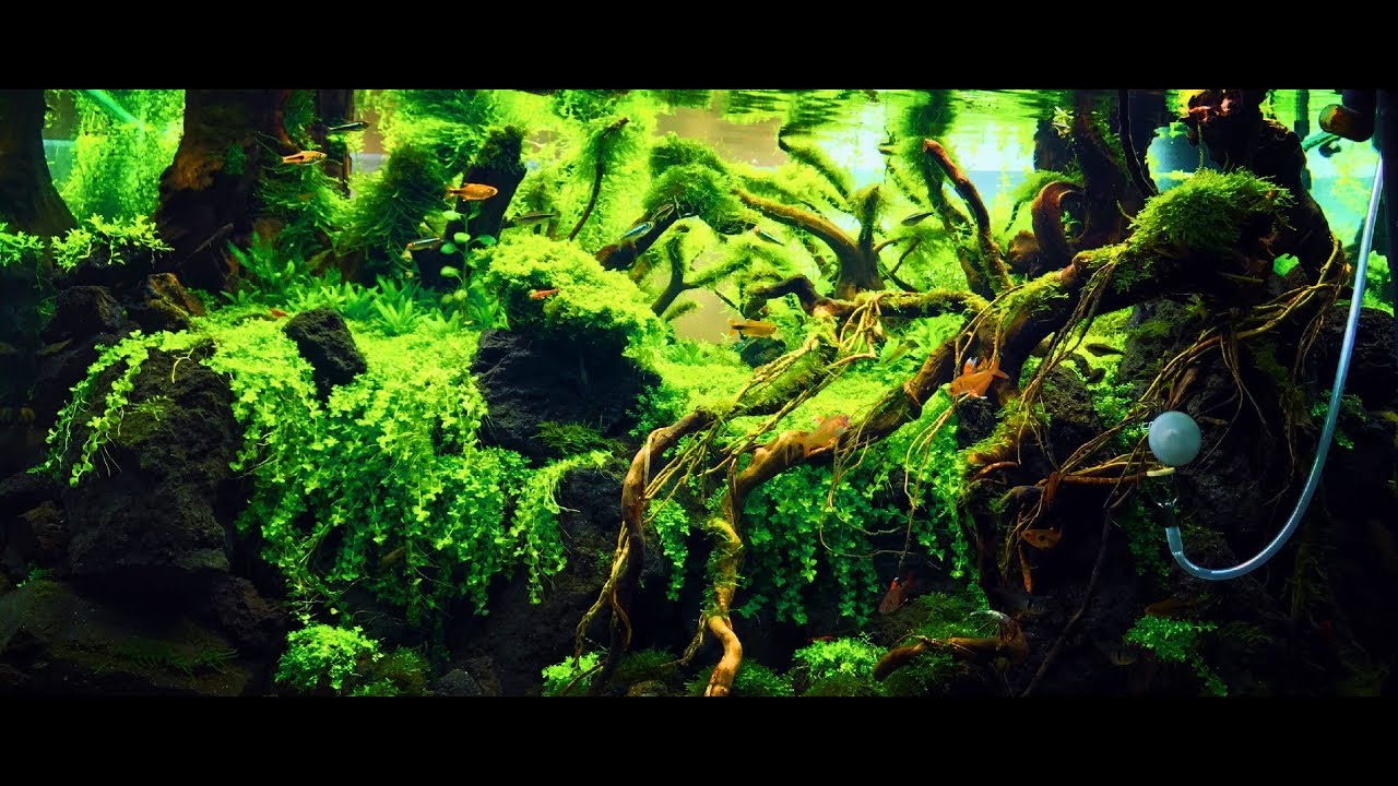 Beautiful Aquascape created by aquatic plants 水草が作り出す美しい