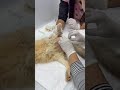 SHOT By Heinous Human And Unable To Relieve Himself, Young Kitty RUSHED For Surgery[STORY BELOW]