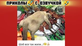 чтоб все так жили смотри смешные картинки мемы котики приколы с озвучкой 🤣