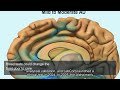 Early, Lighter, Combined: How Alzheimer’s Treatment Could Change by 2028