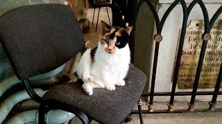 Отпускные коты. Питер Отпускные коты. Питер