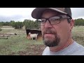 Working with a Navajo reservation horse  Twin Baby Goats and the Miracles of Mother&#39;s Instincts