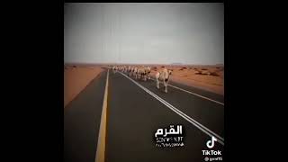 ليت مالي عين تدمع ولا قلب رهيف😕💤.