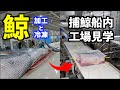 【レア映像】捕鯨母船・関鯨丸船内の鯨肉加工〜冷凍工程に密着！海上のバーチャル工場見学