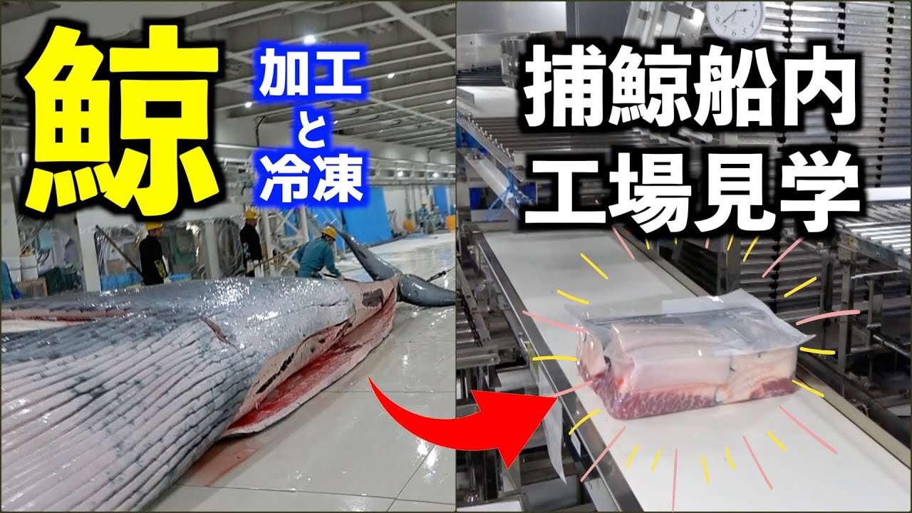 レア映像】捕鯨母船・関鯨丸船内の鯨肉加工〜冷凍工程に密着！海上の