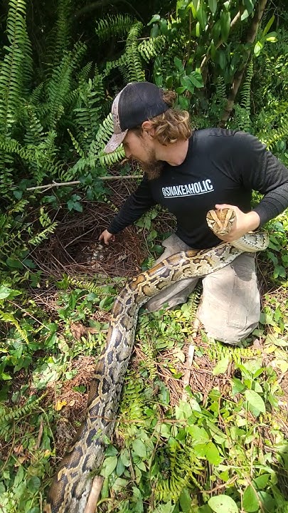 GIANT PYTHON NEST in the Everglades! @TheCritterCult @AntmansAdventures ...