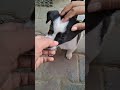 Little so cute   puppy  viral shorts puppy animallife ytshorts