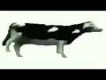polish cow sings about cocaine