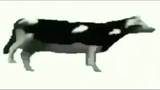 Polish Cow Sings About Cocaine Youtube