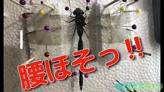 トンボの標本作りdiy コシボソヤンマ 自由研究 Japanese Insects Youtube