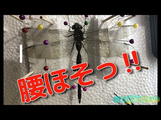 十（つなし）出品 トンボ標本13頭 トンボの標本作りDIY（コシボソヤンマ）自由研究、Japanese insects