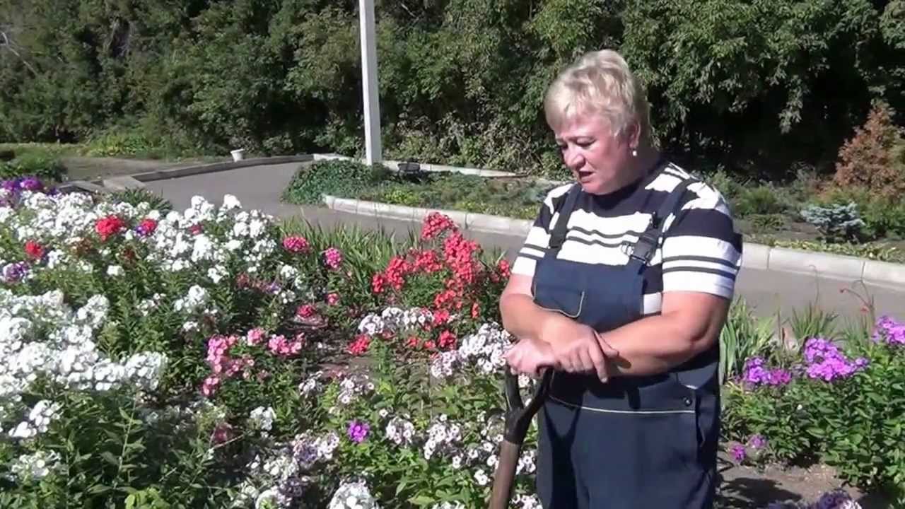 Размножение (деление) флоксов